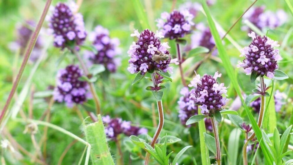 zakila handitzeko ezkaia belarra